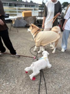 DOG DAY AFTERNOON 9 IMG 0391 1